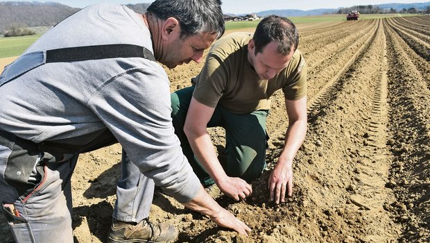 Kartoffelbau: Kompost verdrängt aggressiven Rhizoctonia-Pilz Daniel Vetterli (l.) und Tobias Gelencsér prüfen, ob die Kartoffeln richtig im Kompostbeet liegen. (Bilder Thomas Güntert)
