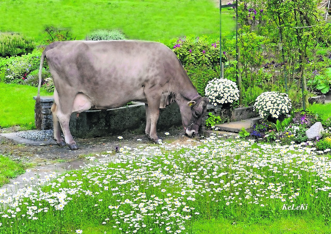 Broch Patric Mirian von Thomas Villiger, Beinwil AG, ist mit 158'140 kg die noch lebende Braunviehkuh mit der höchsten Lebensleistung. 