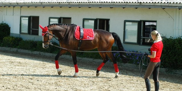 Longieren gehört zu den Fachkenntnissen, die sich Lernende in einem Pferdeberuf aneignen. (Bild zVg)