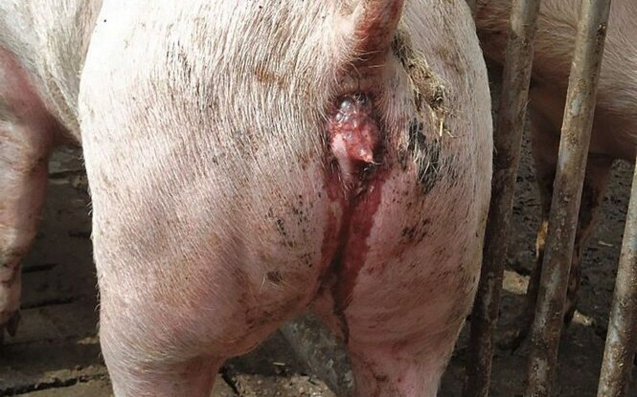 Am After eines Schweins ist ein blutig-dünner Kotfaden zu sehen..