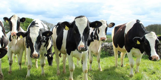 Bei Rindern führen Stoffwechselumstellungen durch Futter- wechsel oder Erstlaktation oft zu Labmagenverlagerung. (Bild Pixabay)