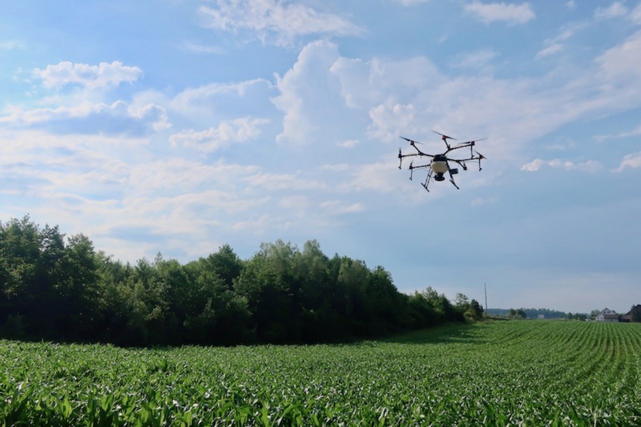 Drohne in Aktion im Mais: Typ Agras MG1-P, mit einer Traglast 10 Kilogramm.