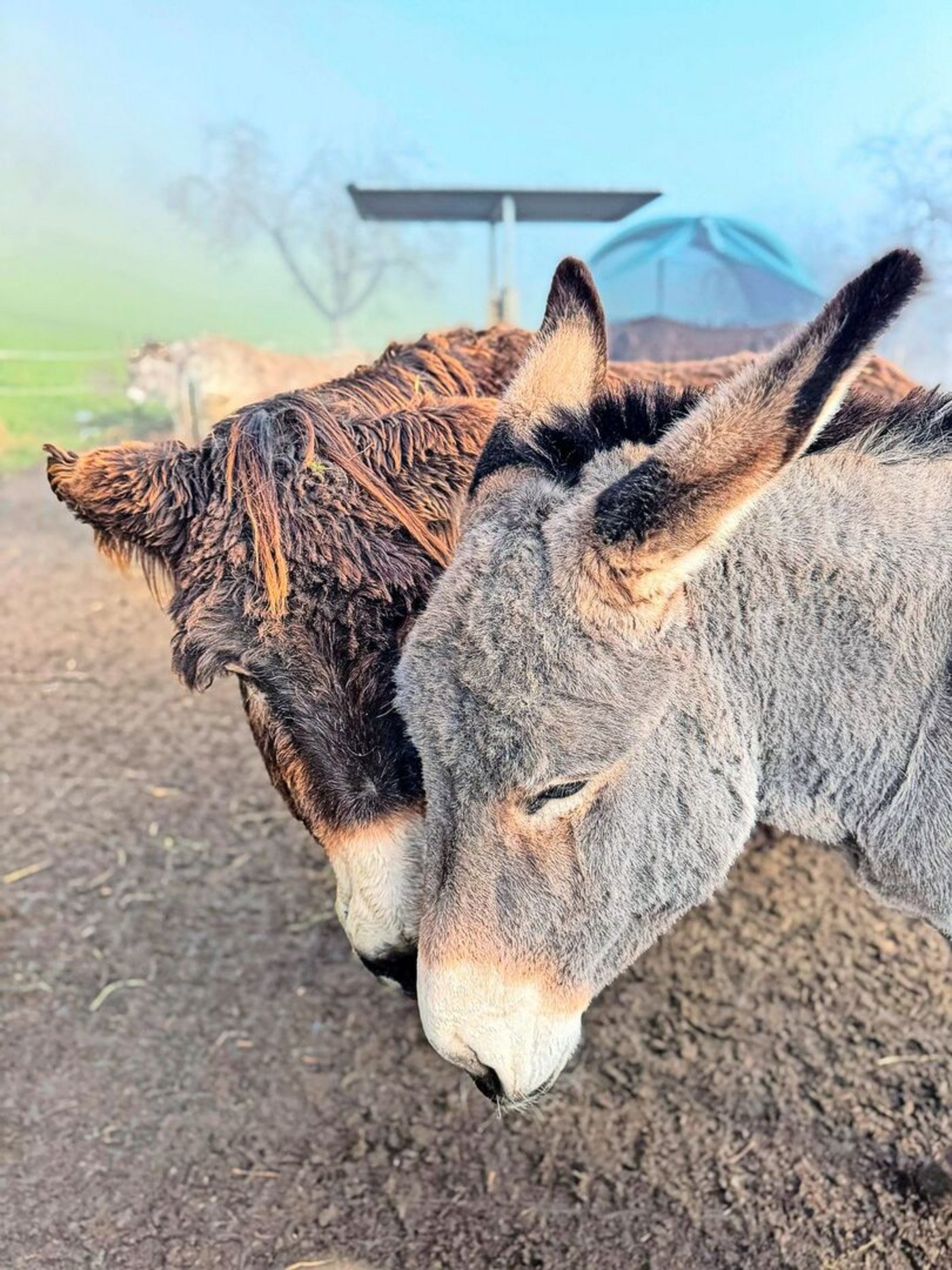 Dicke Freunde: Die Esel Vicondine und Fina.