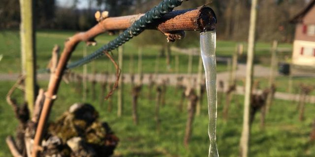 Die kalten Temperaturen der letzten Tage liessen die «Tränen» der Reben zu Eiszapfen erstarren. (Bild L. Kindhauser)
