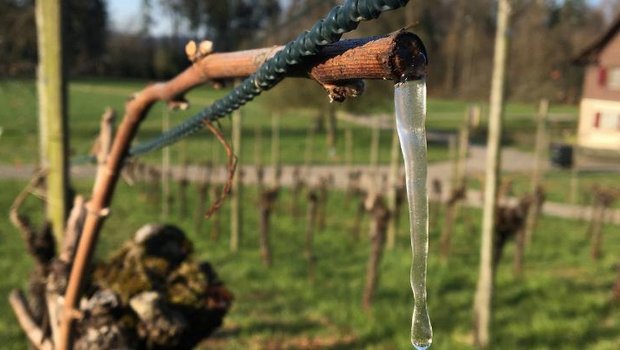 Die kalten Temperaturen der letzten Tage liessen die «Tränen» der Reben zu Eiszapfen erstarren. (Bild L. Kindhauser)