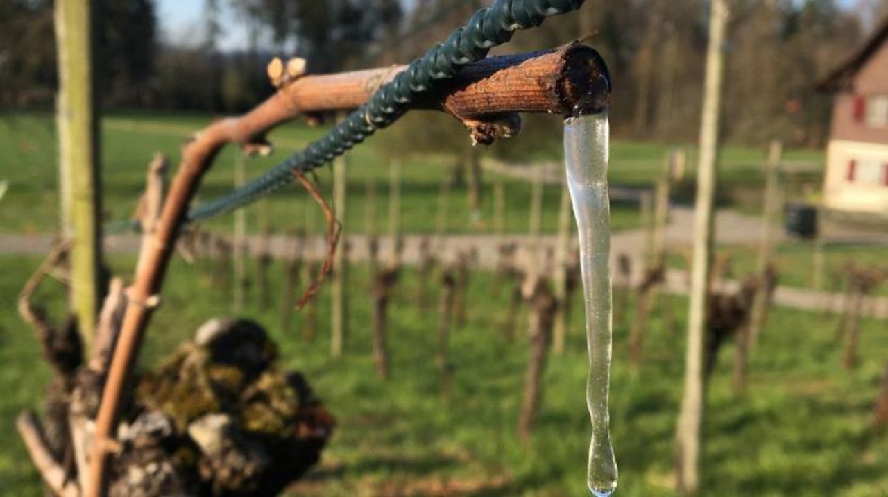 Die kalten Temperaturen der letzten Tage liessen die «Tränen» der Reben zu Eiszapfen erstarren. (Bild L. Kindhauser)