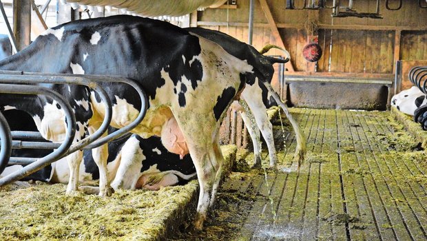 Im Stall vermischen Im Stall vermischen sich – anders als auf der Weide – Kot und Harn der Tiere. Lässt man die Gülle fermentieren, wird sie pflanzenverträglicher und schonender für Regenwürmer.