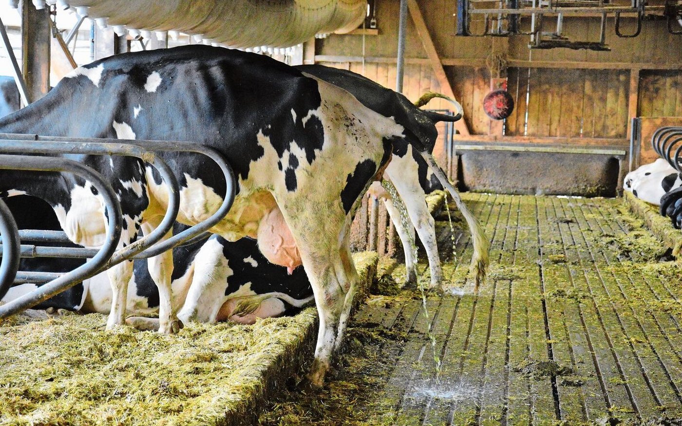 Im Stall vermischen sich – anders als auf der Weide – Kot und Harn der Tiere. Lässt man die Gülle fermentieren, wird sie pflanzenverträglicher und schonender für Regenwürmer. 
