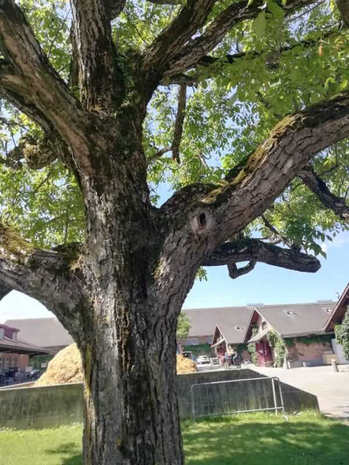 Die Pflege und der Erhalt des alten Baumbestands hat im NPZ Priorität: Alte Bäume mit Asthöhlen sind wertvoll als natürliche Nistplätze. (Bild zVg) 