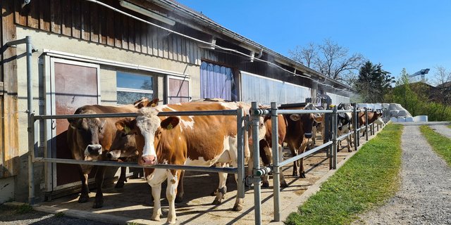 Auf dem Gutsbetrieb des BBZN in Hohenrain kann an heissen Tagen dem Hitzestress mit einer Vernebelungsanlage auf dem Laufhof abgeholfen werden. (Bild Raphael Albisser)