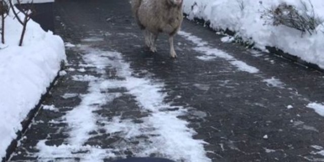 Das Schaf auf Entdeckungsreise in München (D). (Bild Polizei München)