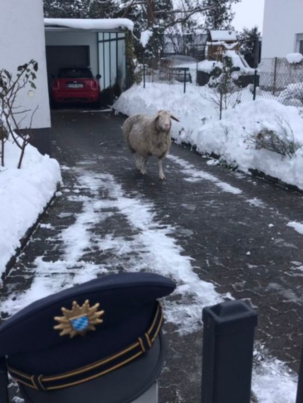 Das Schaf auf Entdeckungsreise in München (D). (Bild Polizei München)