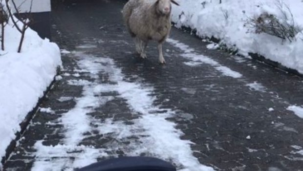 Das Schaf auf Entdeckungsreise in München (D). (Bild Polizei München)