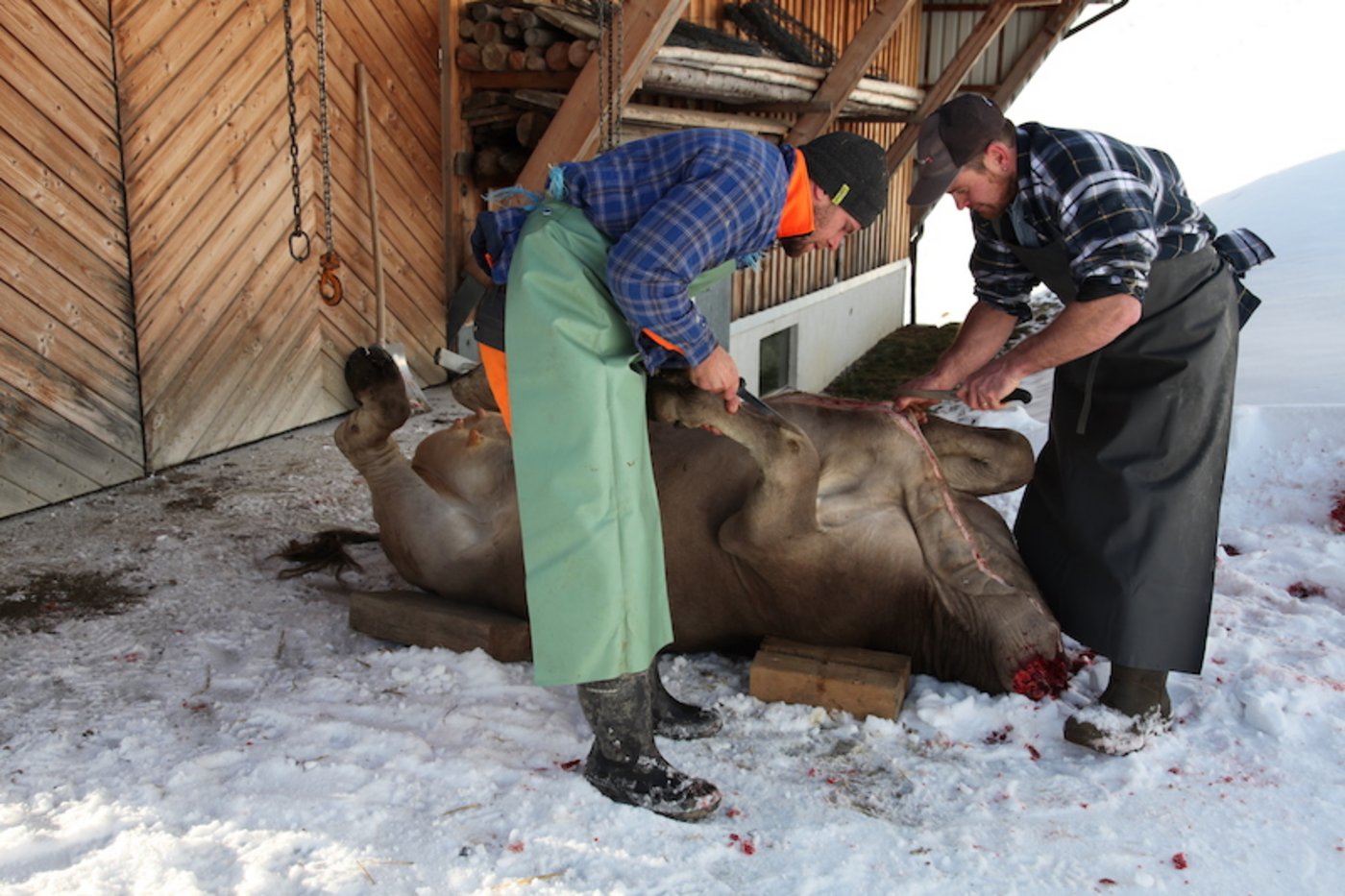 Metzger Raphi Arnold und Bauer Beat Brand sind ein eingespieltes Team beim Schlachten. (Bild Agnes Schneider Wermelinger)
