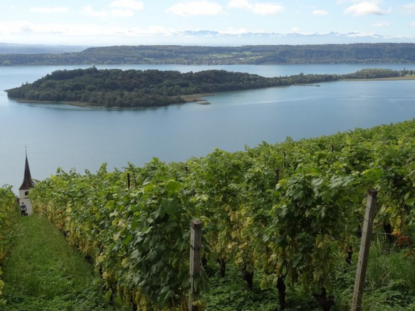 Blick von einem Weinberg am Rande des Bielersees auf die St.-Petersinsel. (Bild if)