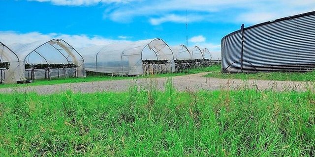 Wasser und Witterungsschutz stellen wichtige Elemente für eine erfolgreiche Produktion von Spezialkulturen dar. 