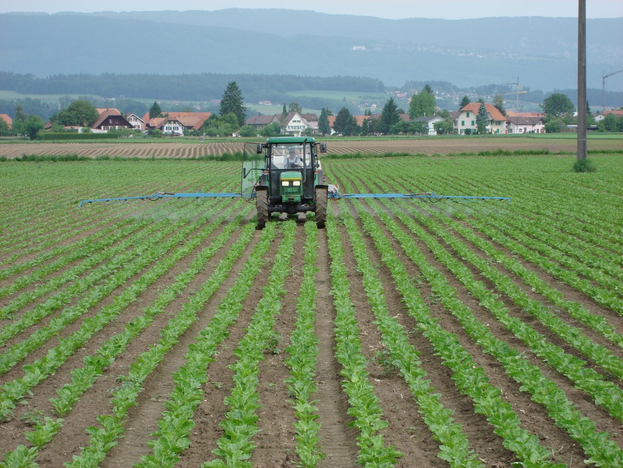 Die Zeiten sind vorbei, als das systemisch wirkende Gaucho für einen grossmehrheitlichen Insektizidschutz sorgte. Ab 2019 müssen zusätzliche Flächenspritzungen erfolgen. (Bild Samuel Jenni, SFZ)