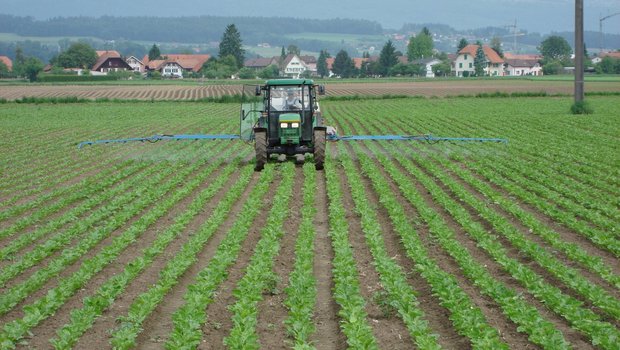 Die Zeiten sind vorbei, als das systemisch wirkende Gaucho für einen grossmehrheitlichen Insektizidschutz sorgte. Ab 2019 müssen zusätzliche Flächenspritzungen erfolgen. (Bild Samuel Jenni, SFZ)