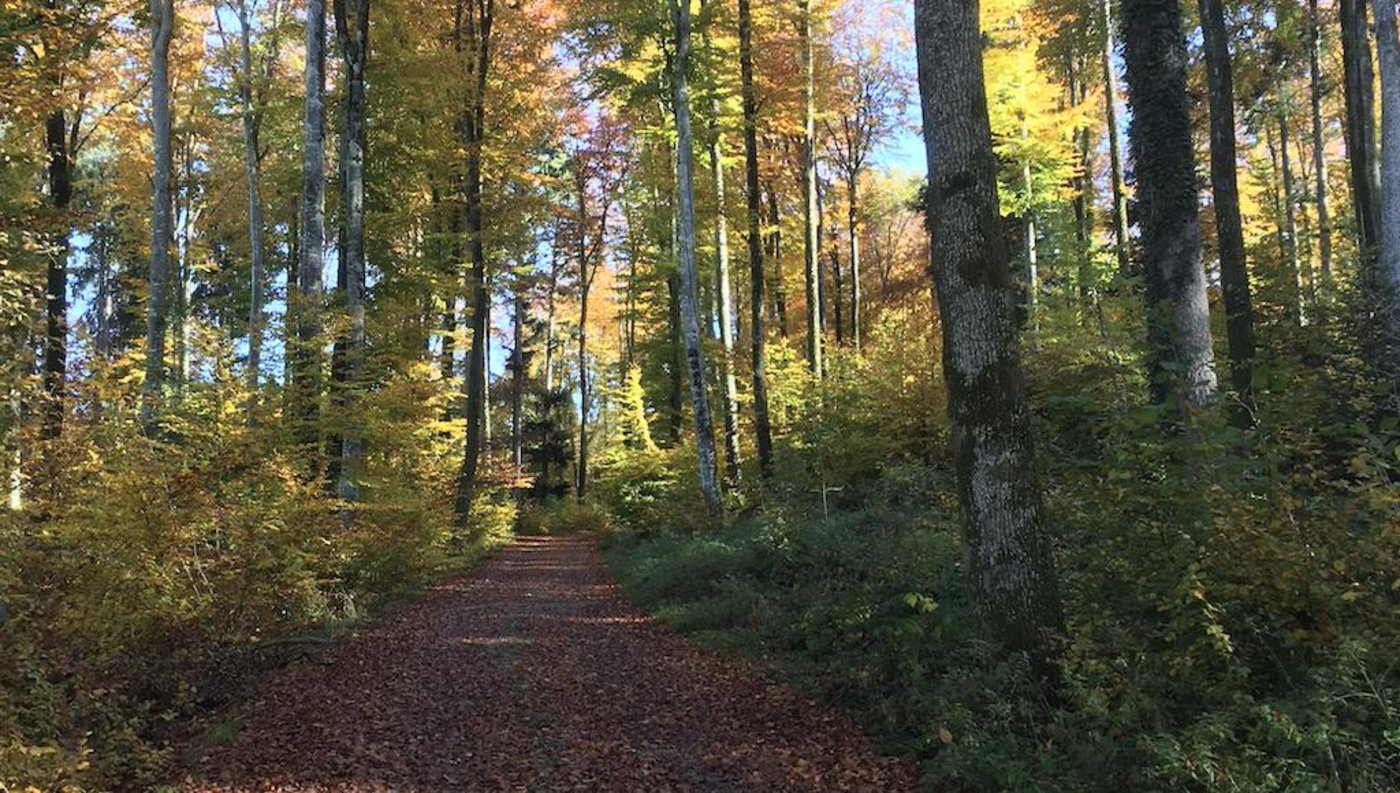 Wenn die Jagd bald vorbei ist, kann man auch wieder bedenkenlos durch den Wald, um sich von den farbigen Blättern aufheitern zu lassen. (Bild jsc)