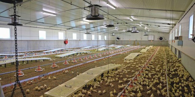 Um die Gesundheit der Bevölkerung zu schützen, werden Mastpouletbetriebe in der Schweiz seit Jahren auf Salmonellen überprüft. 