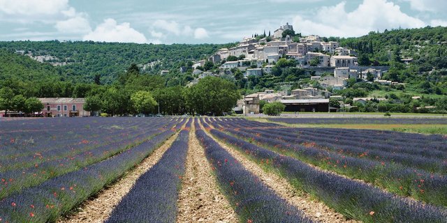 Blühende Lavendelfelder gehören zum typischen Bild der französischen Provence. Das begehrte Lavendelöl aus der Region wird in die ganze Welt exportiert. (Bild Petra Jacob)