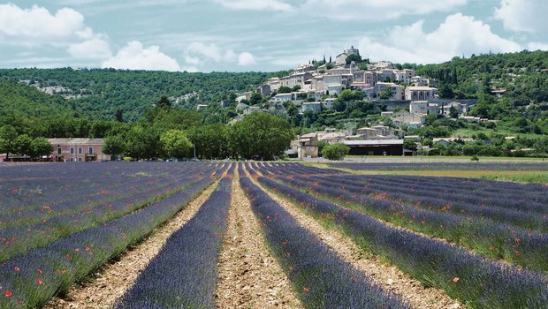 Blühende Lavendelfelder gehören zum typischen Bild der französischen Provence. Das begehrte Lavendelöl aus der Region wird in die ganze Welt exportiert. (Bild Petra Jacob)