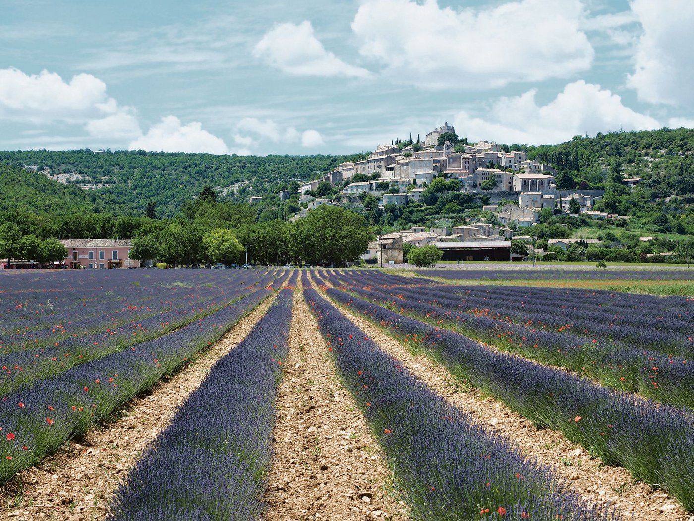 Blühende Lavendelfelder gehören zum typischen Bild der französischen Provence. Das begehrte Lavendelöl aus der Region wird in die ganze Welt exportiert. (Bild Petra Jacob)