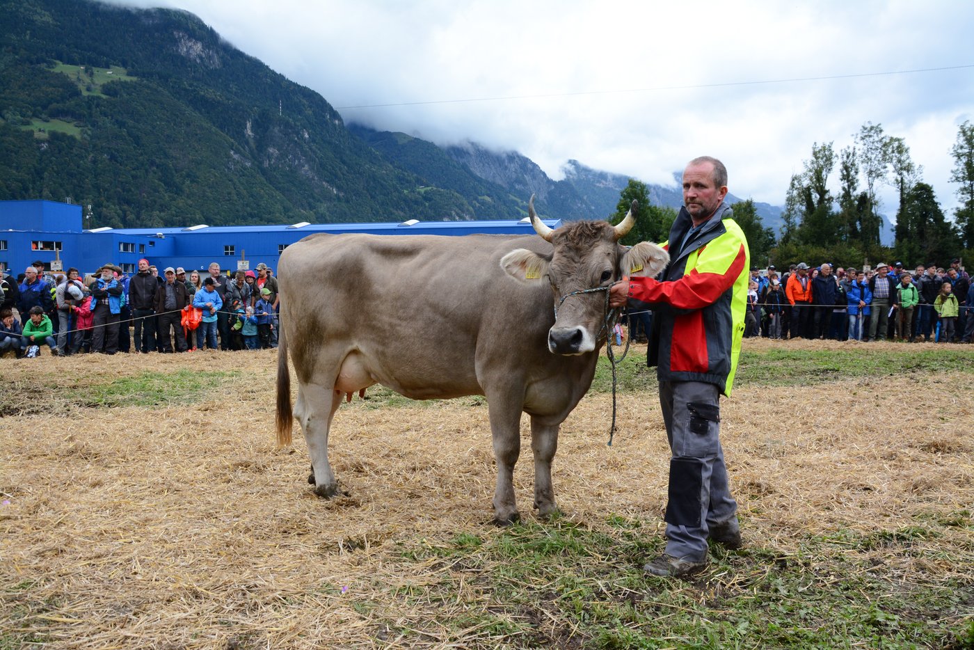 Miss Genetik OB, Olano Odelia von TG Herger/Kempf, Bürglen.