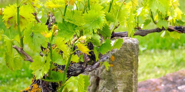 Die Trauben in der Ostschweiz entwickeln sich bis anhin gut. (Symbolbild Pixabay)