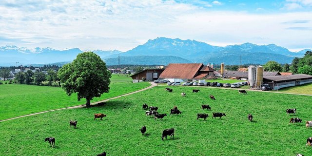 Weidende Kühe machen der menschlichen Ernährung wenig Konkurrenz. Damit sie das Gras effizient zu Milch verwerten, macht Kraftfutter dennoch Sinn – auch aus Gründen der Nachhaltigkeit.