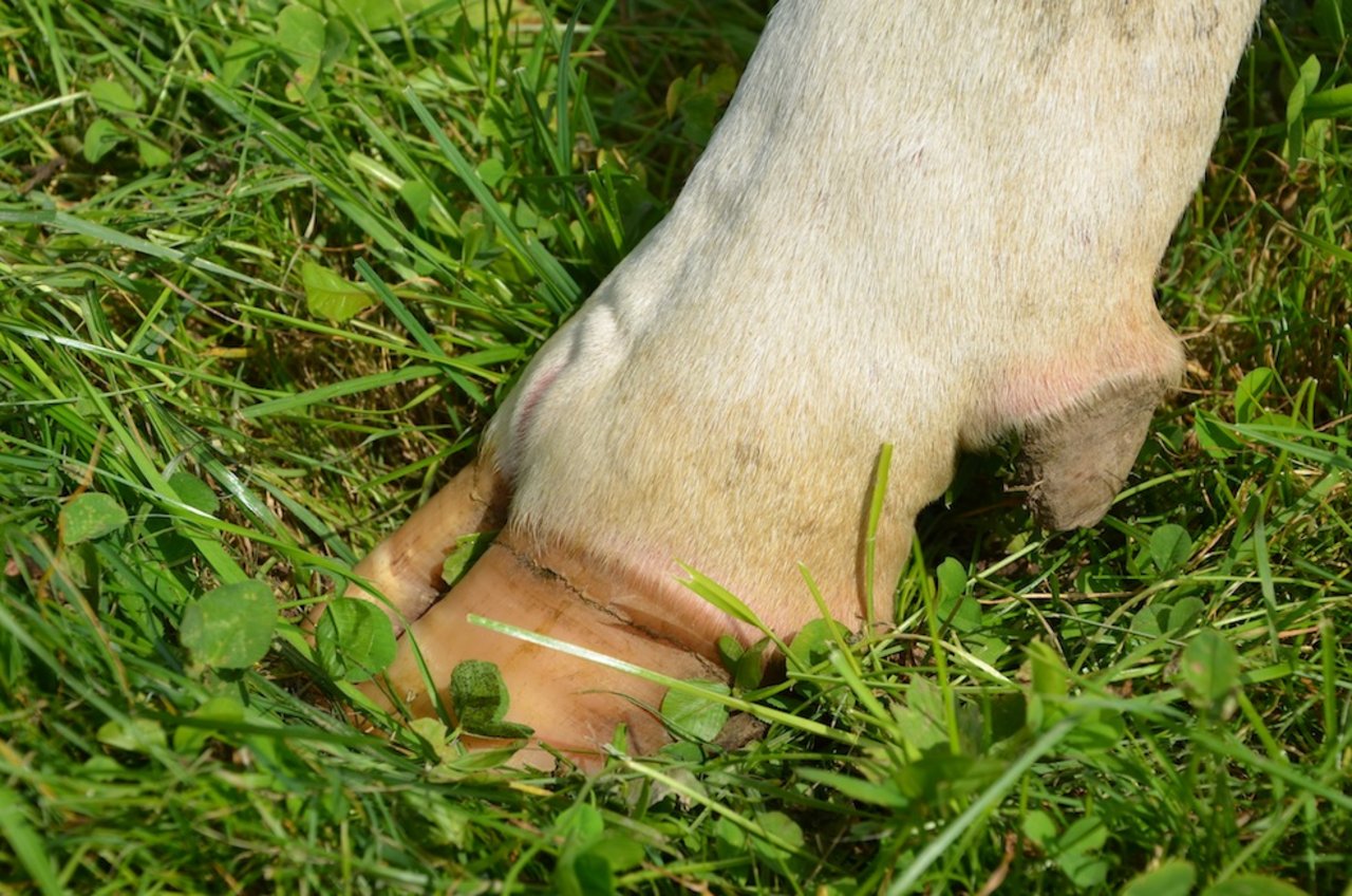 Gesunde Klauen sind entscheidend in der Rindviehhaltung. (Archivbild BauZ)