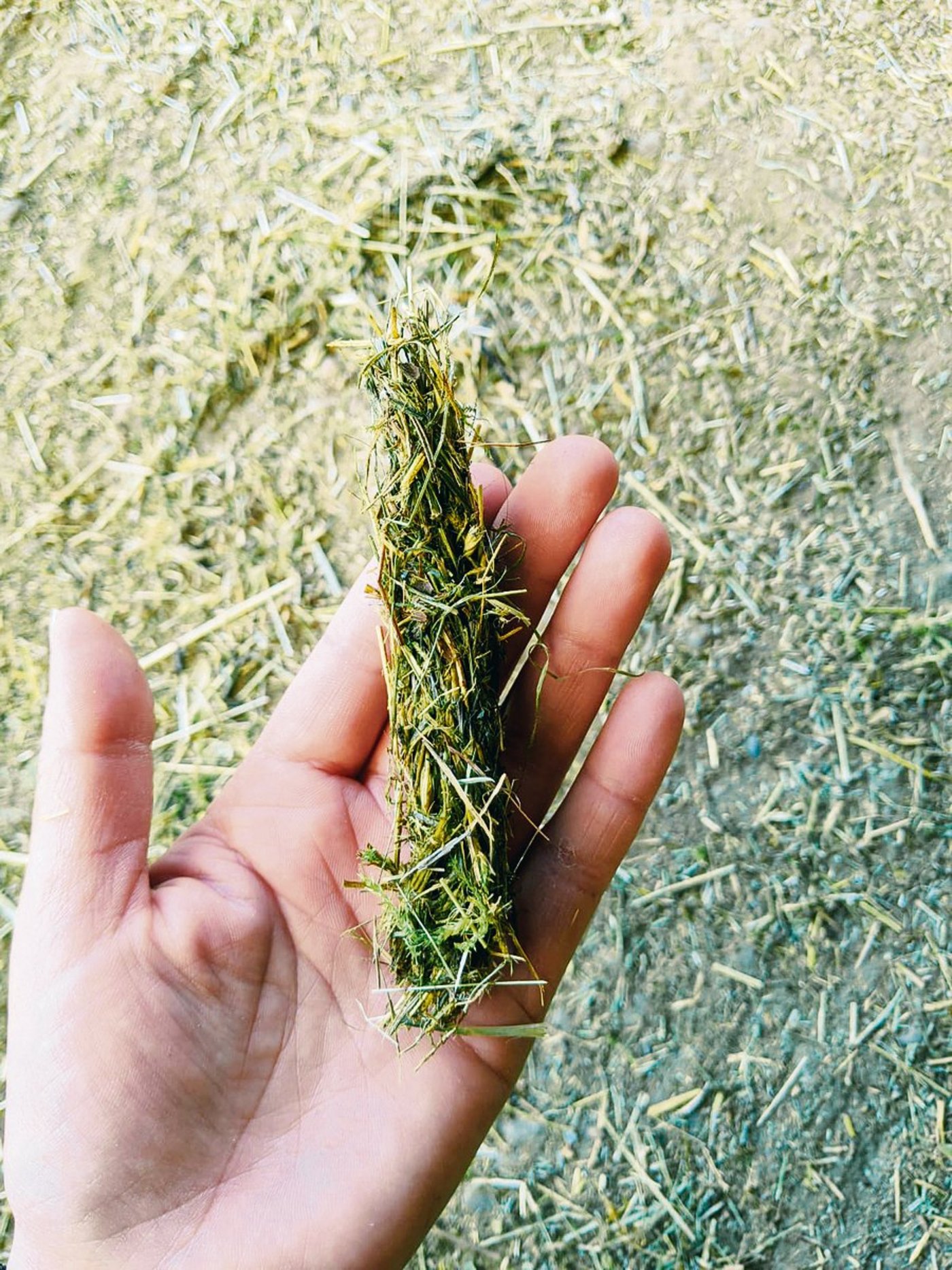 Ausgespuckte Heuwickel deuten auf Probleme hin. (Bild Marlene Böhmer)
