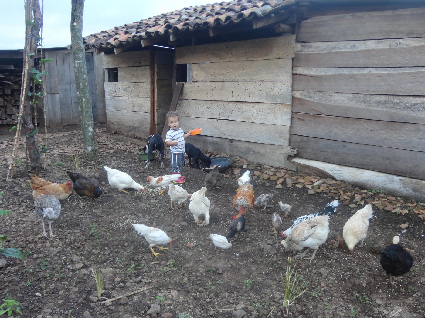 ... Dario beim morgendlichen Füttern der Hühnerschar. 
