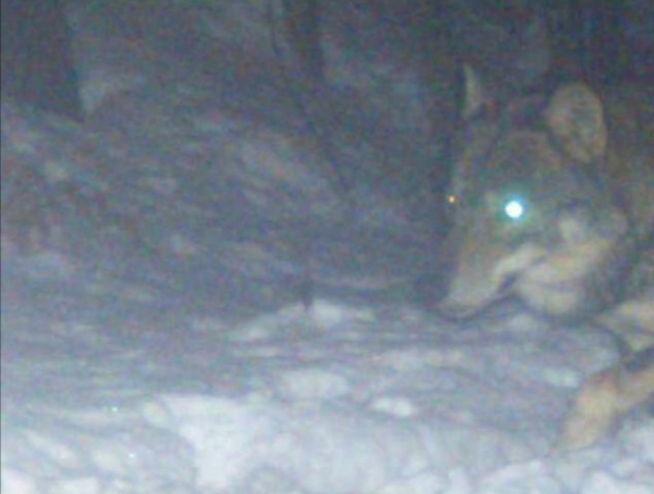Eine Wildtierkamera hat Anfang Januar festgehalten, was die Solothurner vermuteten. Ein Wolf geht um. (Foto Wildtierkamera)