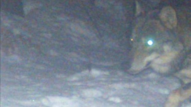 Eine Wildtierkamera hat Anfang Januar festgehalten, was die Solothurner vermuteten. Ein Wolf geht um. (Foto Wildtierkamera)