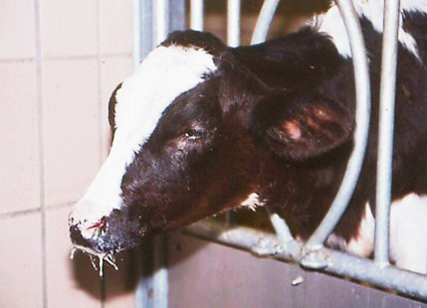 «Schläfrige» Augen, ein hängender Kopf und hängende Ohren sind typische Symptome einer Kälbergrippe.(Bild KGD)