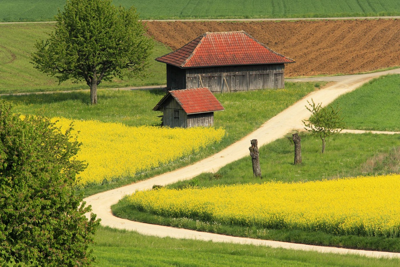Waren in den letzten Jahren immer häufiger zu sehen: Blühende Rapsfelder. Ob das in Zukunft so bleiben wird? (Bild Christian Camenzind / landwirtschaft.ch)