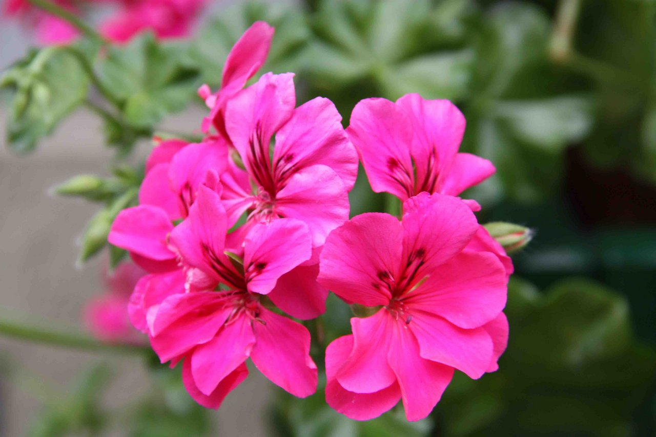 Geranium oder Pelargonie eine Erklärung bauernzeitung.ch