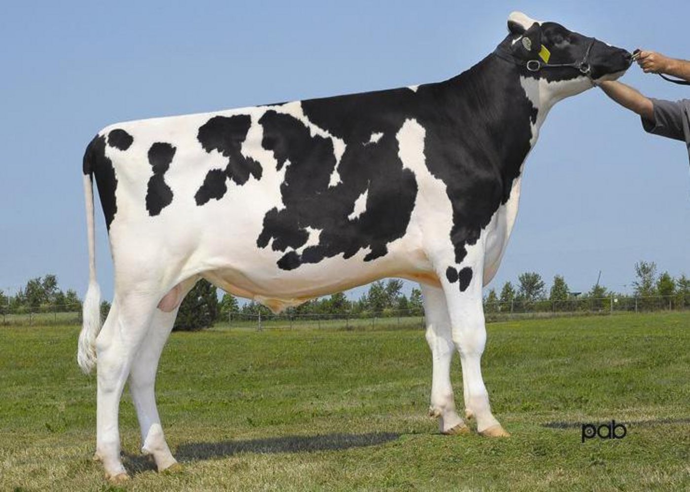 Val Bisson Doorman dominiert mit seinen Schweizer Töchtern die Toplisten. (Bild pap)