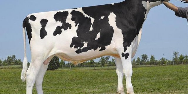 Val Bisson Doorman dominiert mit seinen Schweizer Töchtern die Toplisten. (Bild pap)