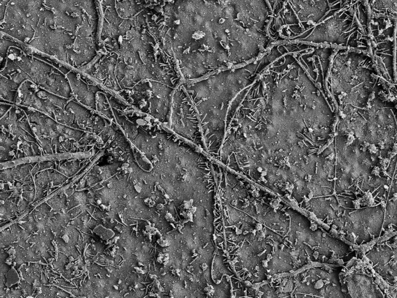 Nach wenigen Wochen im Boden besiedelten bereits zahlreiche Mikroorganismen die Oberfläche der PBAT-Folie und hatten mit dem biologischen Abbau des Polymers begonnen. (Bild ETH Zürich / Environmental Chemistry Group)