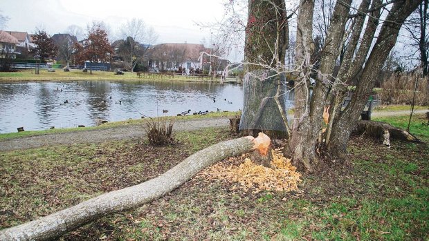 Mit seinen scharfen Mit seinen scharfen und langen Zähnen gelingt es dem Biber sehr schnell, grosse Späne herauszubeissen.