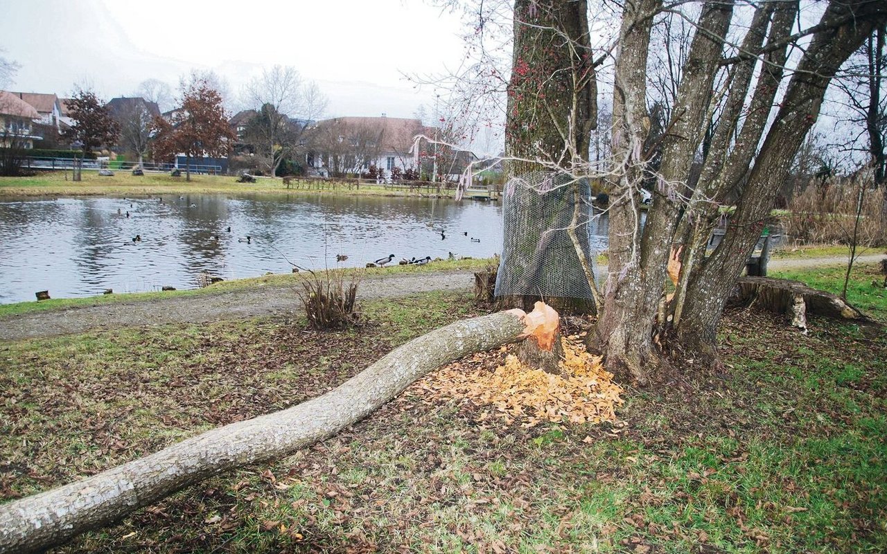 Mit seinen scharfen und langen Zähnen gelingt es dem Biber sehr schnell, grosse Späne herauszubeissen.