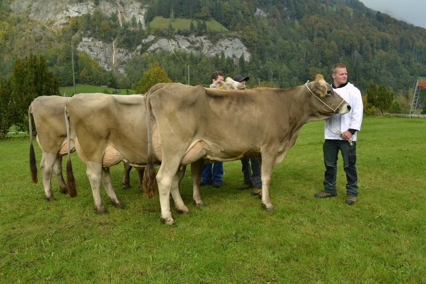 Die Kühe in 2. und  3. Laktation im Schöneuter-Wettbewerb mit Zaster Zoldi aus dem Betrieb Halter’s Brown Swiss im Vordergrund. Sie wurde ebenfalls Tagessiegerin. (Bild Paul Küchler)