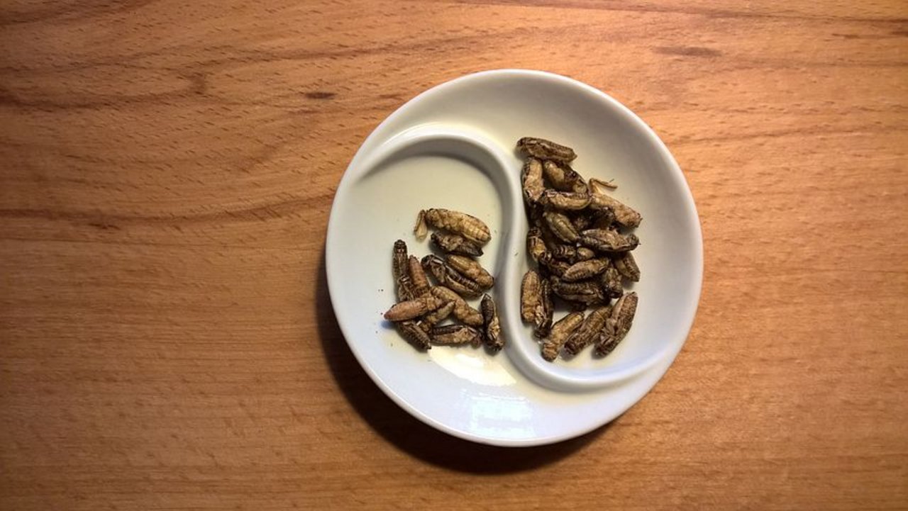 Essbare Insekten auch in der Schweizer Gastronomie. (Symbolbild Pixabay)