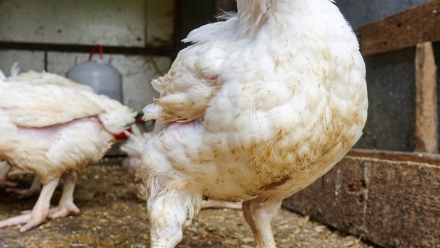 Der Zürcher Tierschutz vergleicht Masthühner mit Bodybuildern. (Bild zVg)