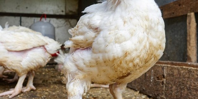 Der Zürcher Tierschutz vergleicht Masthühner mit Bodybuildern. (Bild zVg)