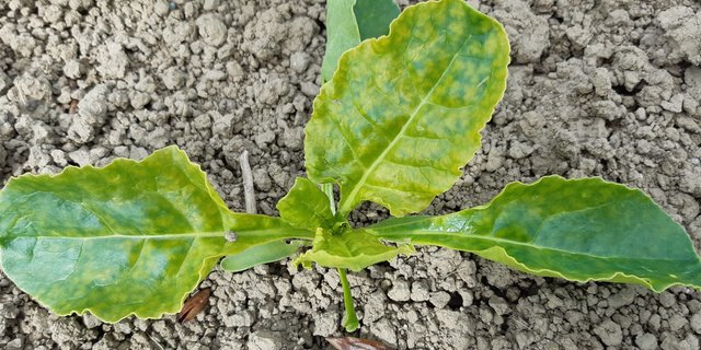 Die Aufhellung der Rübenblättern kann durch einen Deckel oder zu intensiver Herbizidvarianten verursacht werden. (Bild Luzi Schneider, SFZ)