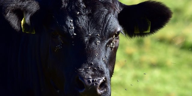 Meist werden entzündete Augen bei Kühen und Rindern nicht durch allergische Reaktionen verursacht. Zumeist steckt die hochansteckende Weidekeratitis dahinter, die auch von Fliegen übertragen wird. (Bild Pixabay) 