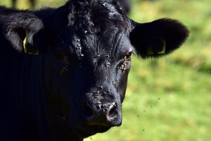 Meist werden entzündete Augen bei Kühen und Rindern nicht durch allergische Reaktionen verursacht. Zumeist steckt die hochansteckende Weidekeratitis dahinter, die auch von Fliegen übertragen wird. (Bild Pixabay) 